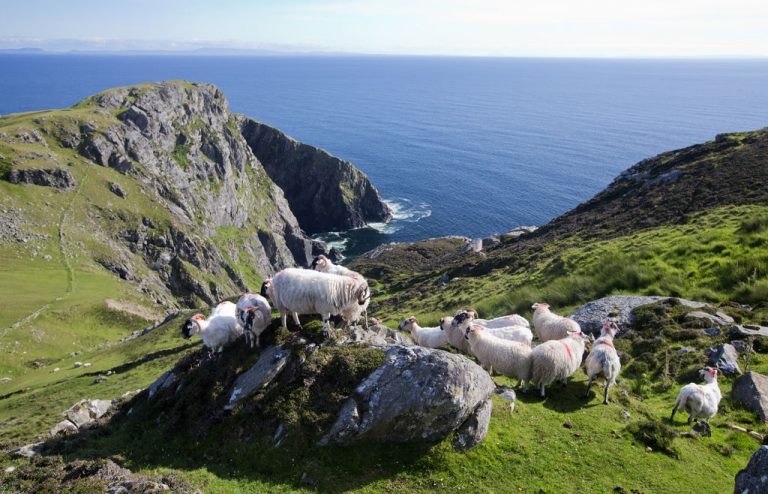 medium-Slieve League Cliffs